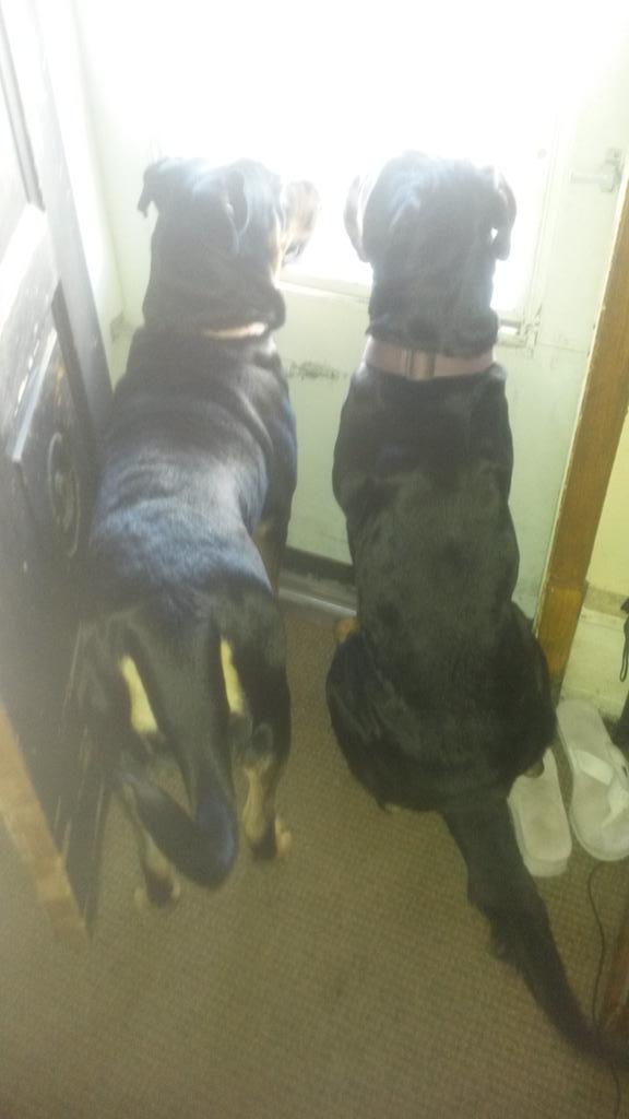 worksforcake's tweet photo. Daddy came home early. #missingdaddy #mytwofurrytoddlers #rottweilers http://t.co/ybgqJ1f2v1