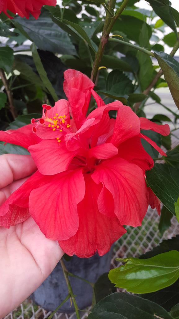 ElevaStrumFFA's tweet photo. Over 10 hibiscus plants donated to the greenhouse today by a community member! Thank you #ESFFA #ES_aggies http://t.co/jL44wOfqdG