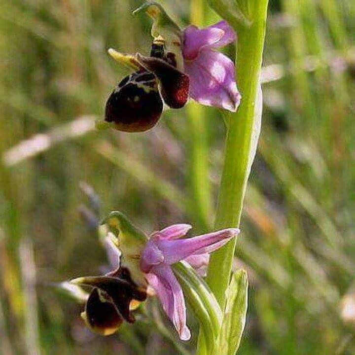 Хары бюль бюль карабах. Хары бюльбюль цветок в карабахе. Хары бюльбюль. Харе бюль бюль. Харе бюль бюль.