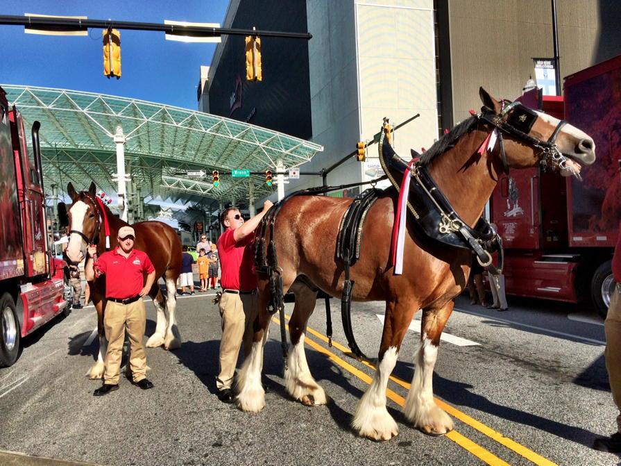 HPEblue's tweet photo. Budweiser Clydesdale horses in town to kick off Ilderton Beach concert series http://t.co/71MLsjO7N4