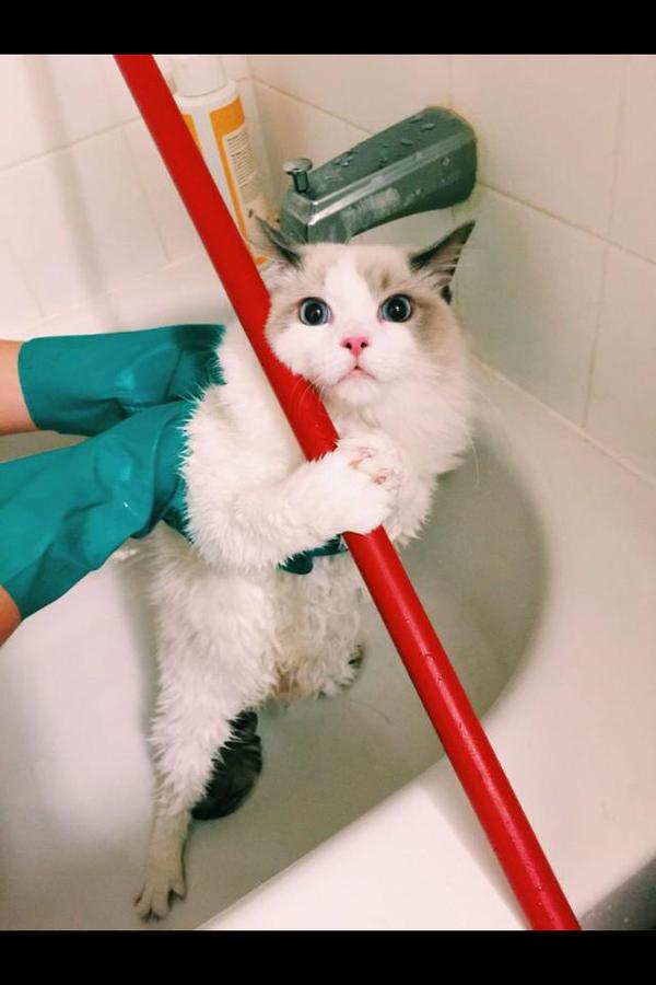 PicsOfCuteCats's tweet photo. "I don't wanna bath!!" http://t.co/igkg9ZzClm