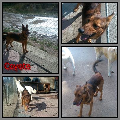 Soy Coyote. Tengo alrededor de 1 año, soy muy mimoso y me llevo bien con otros perros. Busco un hogar. ¿Me ayudas?