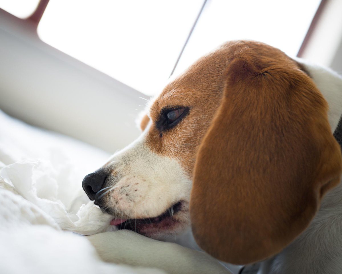 Does your dog have a penchant for snotty hankies?
fourleggedpal.com/2015/09/15/bet…