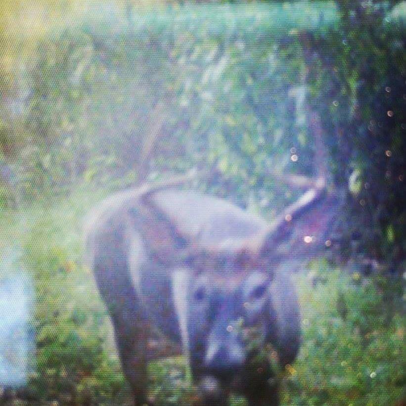 MikeACable1's tweet image. Can't wait! #paarchery #bethetree #hipsarcherytargets #beararcheryproducts #knockoutlightednocks