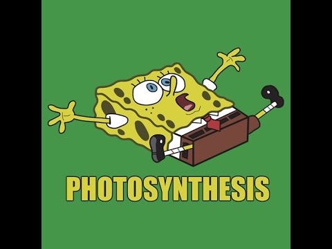 MellCembrane's tweet photo. PLANTS RULE!
#erfurdtorganelleelection2015 http://t.co/3wDG5KF5Zh