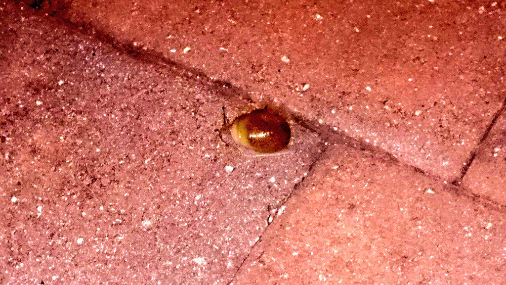 HeatherAhles's tweet photo. Be careful not to step on one of our little #floridacreatures on this rainy night! http://t.co/8RVjh0W2kd