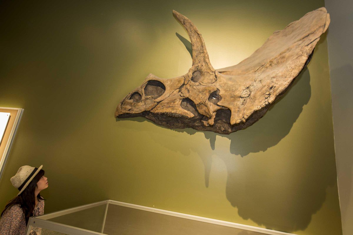 GarciaAlbertoP's tweet photo. Royal Tyrrell Museum@ Drumheller Alberta #dinosaur #Tourismalberta #drumheller #alberta http://t.co/8CMp3k8iaW