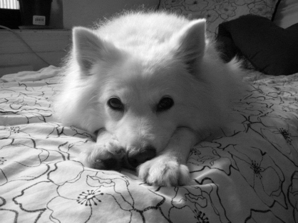 NYConmymind's tweet image. I had 12 years with my dog Lily. Ive been heartbroken ever since she passed. #projectrunway #designerjake