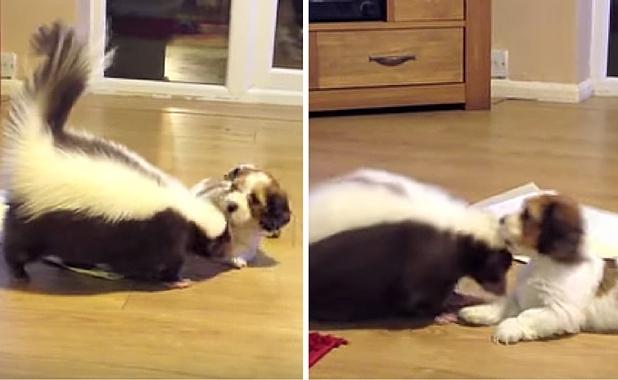 BarkPost's tweet image. Puppy Gets Skunked And Everybody Immediately Loves It trib.al/SRW2B7s