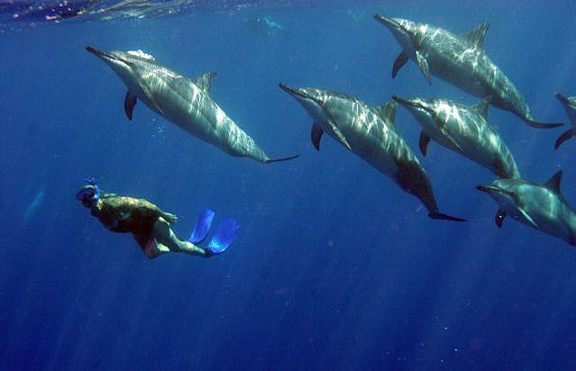 ManoaAdmissions's tweet photo. People pay to swim with dolphins? UH Manoa Students can do it for free. (Kahe Point) #Apply #UHMLife #Hawaii #Aloha http://t.co/8tZLgLEUxg