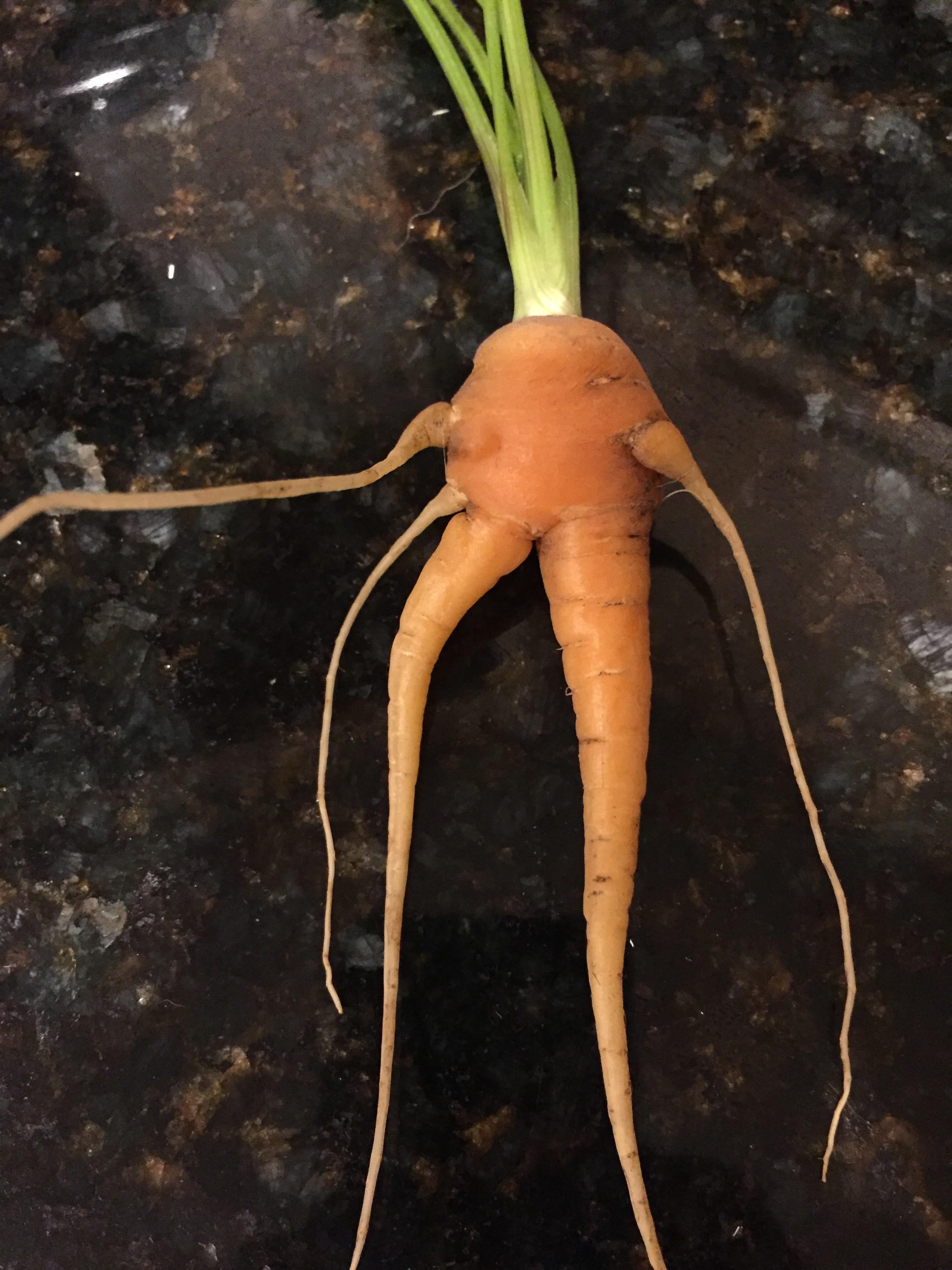 Carrot crossing its legs : r/mildlyinteresting
