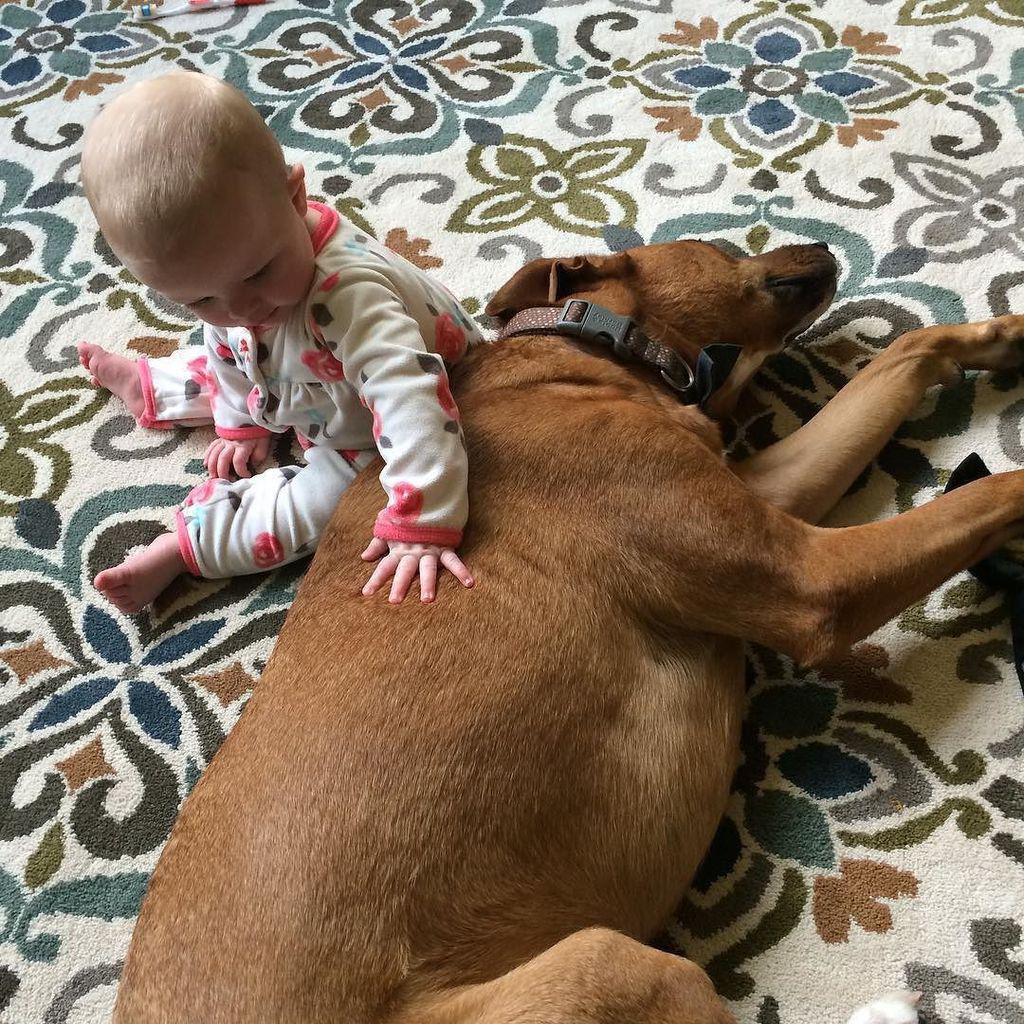 RachelBrenke's tweet photo. All the feels. 😍🐺👧🏼 #eviebrenke #archerb http://t.co/h8yePbBcQC