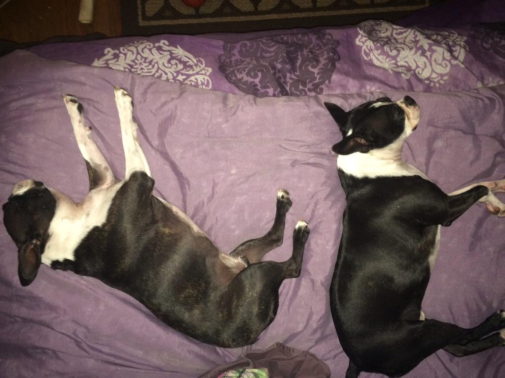 thegirlshour's tweet image. Who needs their dog beds.. When they have their mommies bed! #toocute #dogsofjoy #rescuedogs #iheartmydog #LoveIsLove