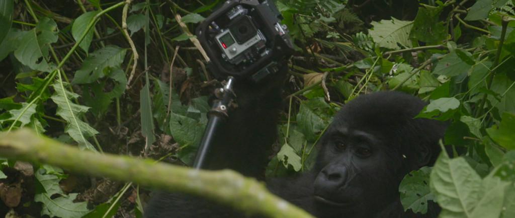 kolorcompany's tweet photo. Don't miss this incredible #360video of a gorilla playing with a rig of 6 @GoPro cameras! http://t.co/Ub4XO7fTRQ http://t.co/EolDdkXqu9