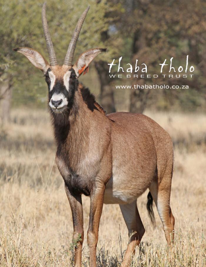 Stud Game Breeders tweet media
