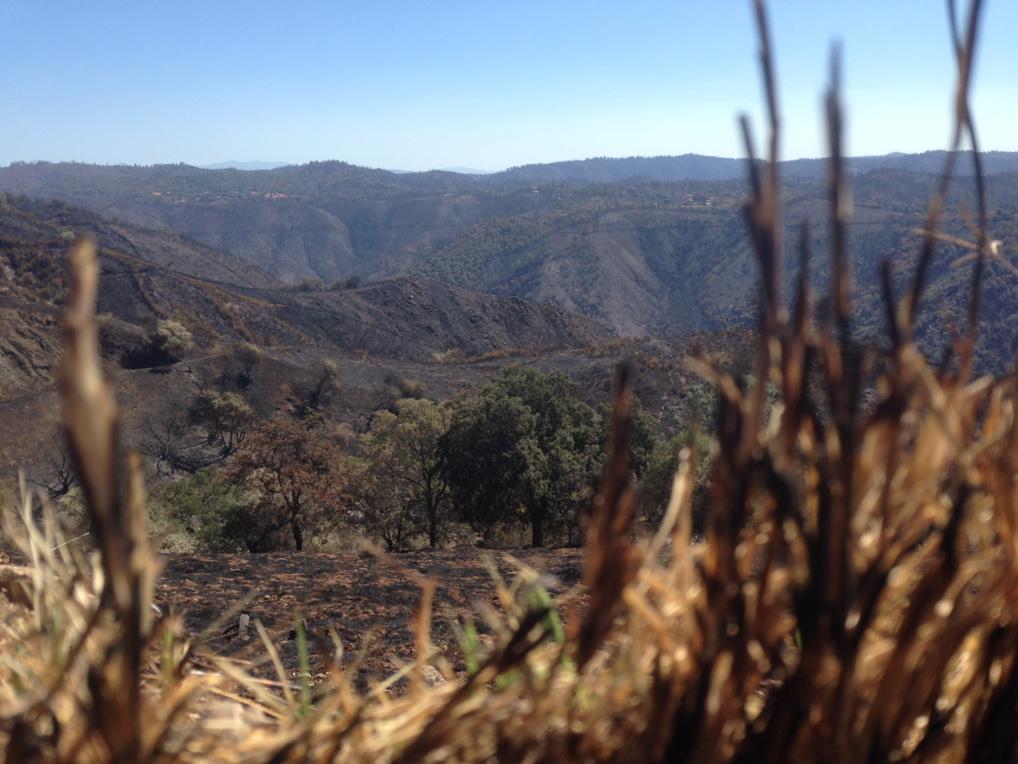 Crazy view of the #ButteFire aftermath. Officials are now investigating whether a tree &amp; powerline caused the blaze.