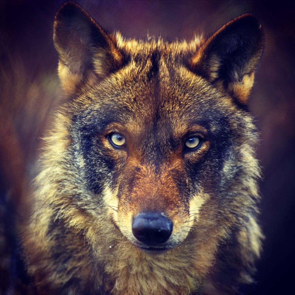 RubnSeco's tweet photo. Canis Lupus Signatus #LoboVivo http://t.co/yAH52g4elx