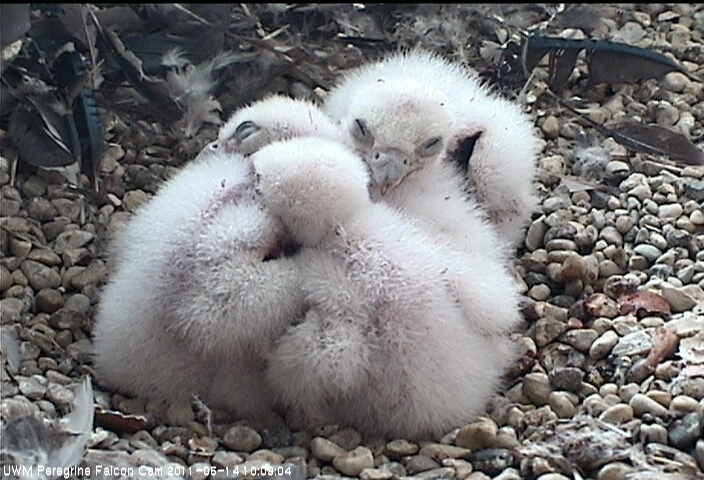 RL_Miller's tweet photo. good night, tweeps. hawk family nests now. Tomorrow #fledglinghawk flies north. http://t.co/E9rOAYFdR7