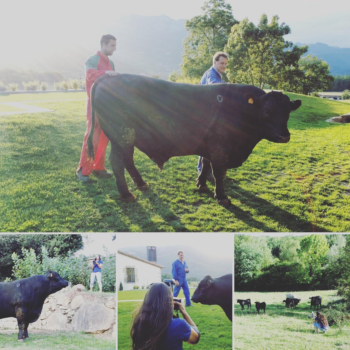 visitagranges's tweet photo. Making Of Mas La Carrera, quins animals més macos i nobles!. #visitagranges #maslacarrera #angus #natrus #quicksilver http://t.co/X0Syz1x0ic