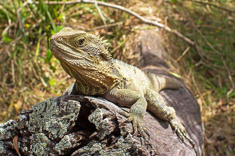 aSwedeAbroad's tweet photo. The Urban Wildlife in Australia http://t.co/oq9NbVsnNT http://t.co/ekU6BiA5Ri