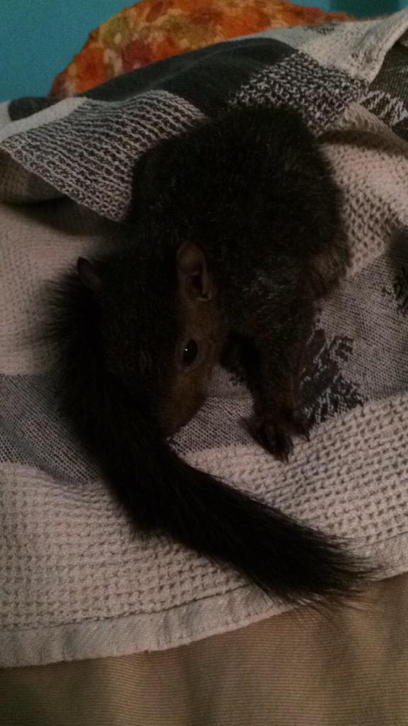 OthersLikeTank's tweet image. Tank kept barking outside until at last I came out to see what he was barking at! It was this little guy!