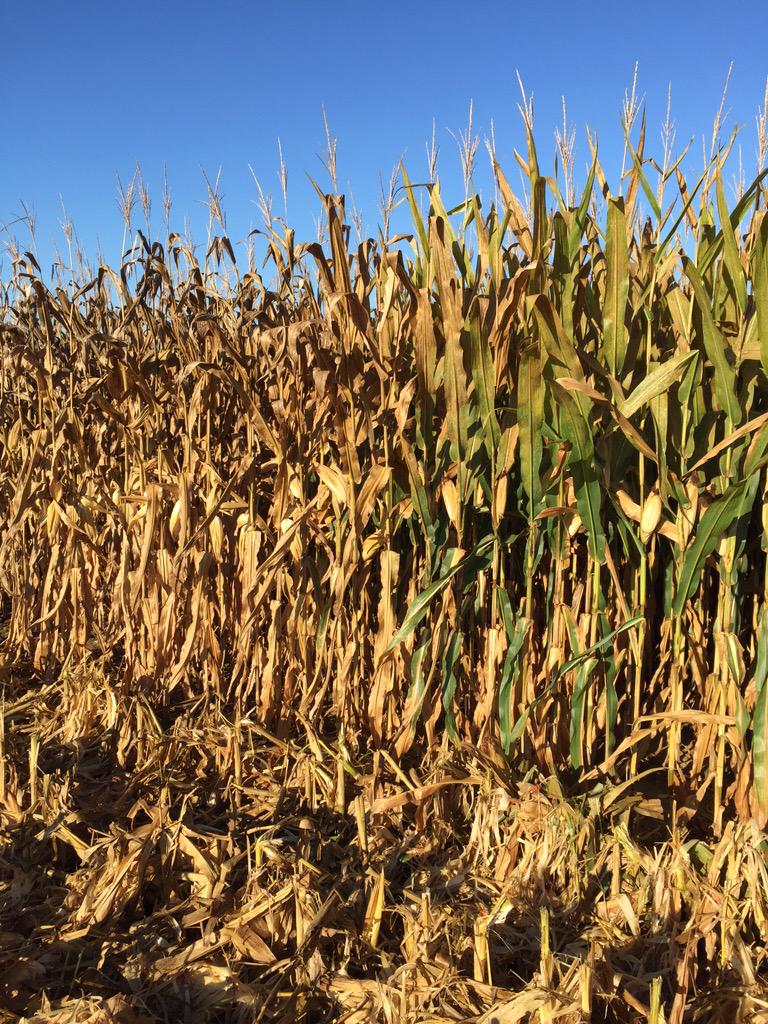 The use of fungicides on corn was a win win this year.  26 bushel difference between the right and left.