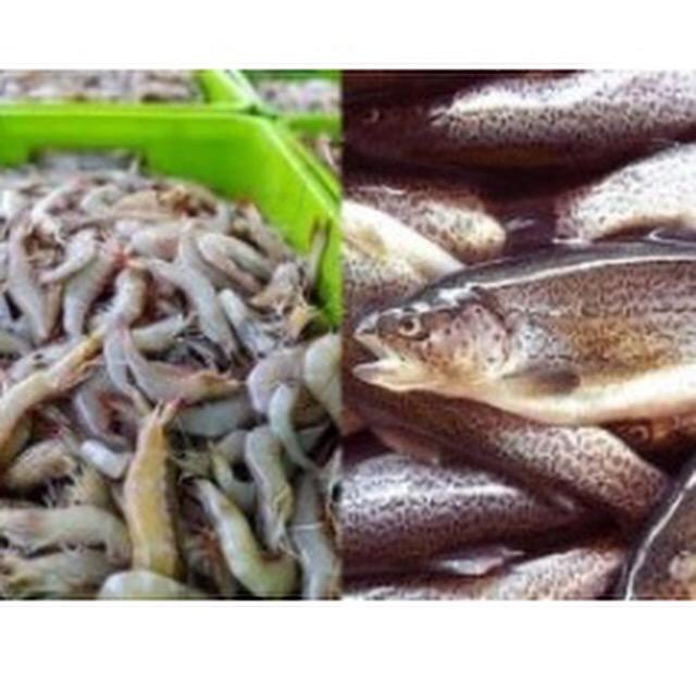BioFlocTech's tweet photo. SHRIMP FISHING BAN STARTED
http://t.co/pKSNQWuNpO
#shrimp #aquaculture #fish #biofloctech #farm http://t.co/42KxNoPjfG