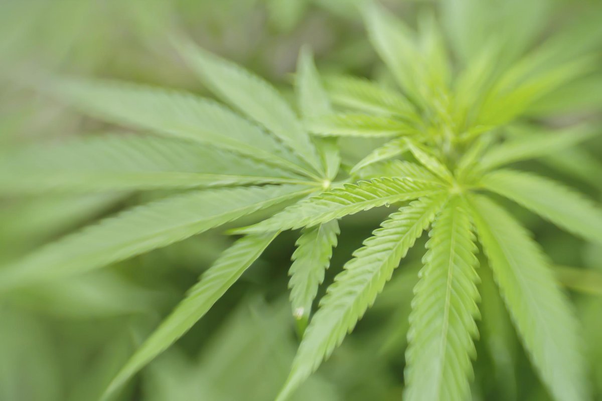 redshadowpr's tweet photo. Cannabis para pagar la deuda del gobierno boricua http://t.co/evatfpbYxG http://t.co/pXpwKXn6dF via @Metro_PR http://t.co/YdkR81GJPZ