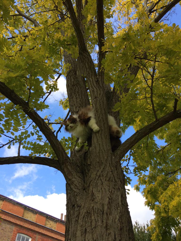 Txertatutako irudiaren behin betiko esteka