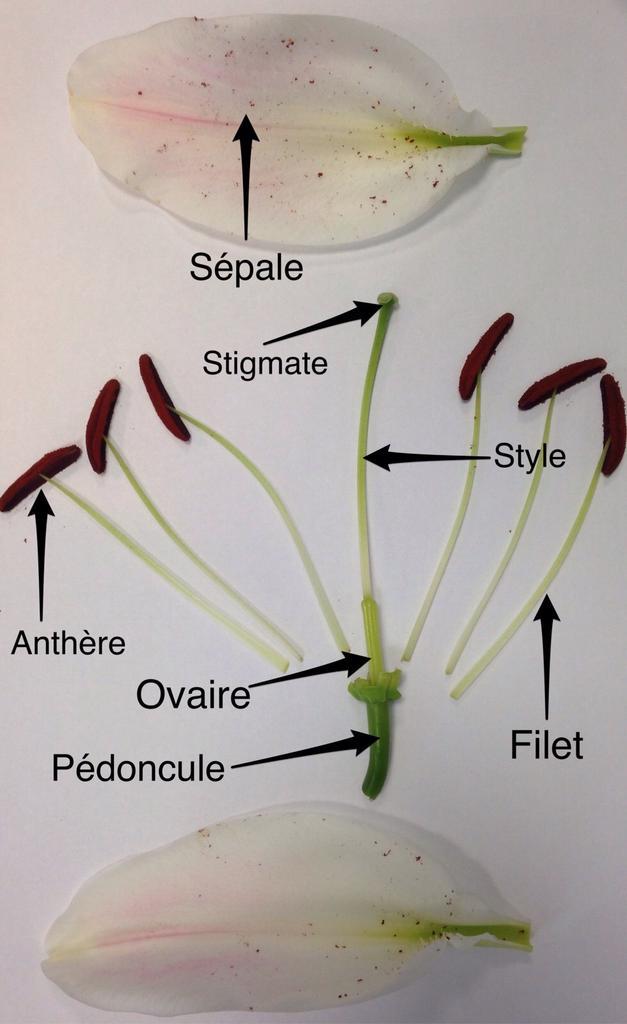 vmarquetvienne's tweet photo. #svtTS dissection florale en TP avec skitch . suis fan. http://t.co/u8ri7FXa1m
