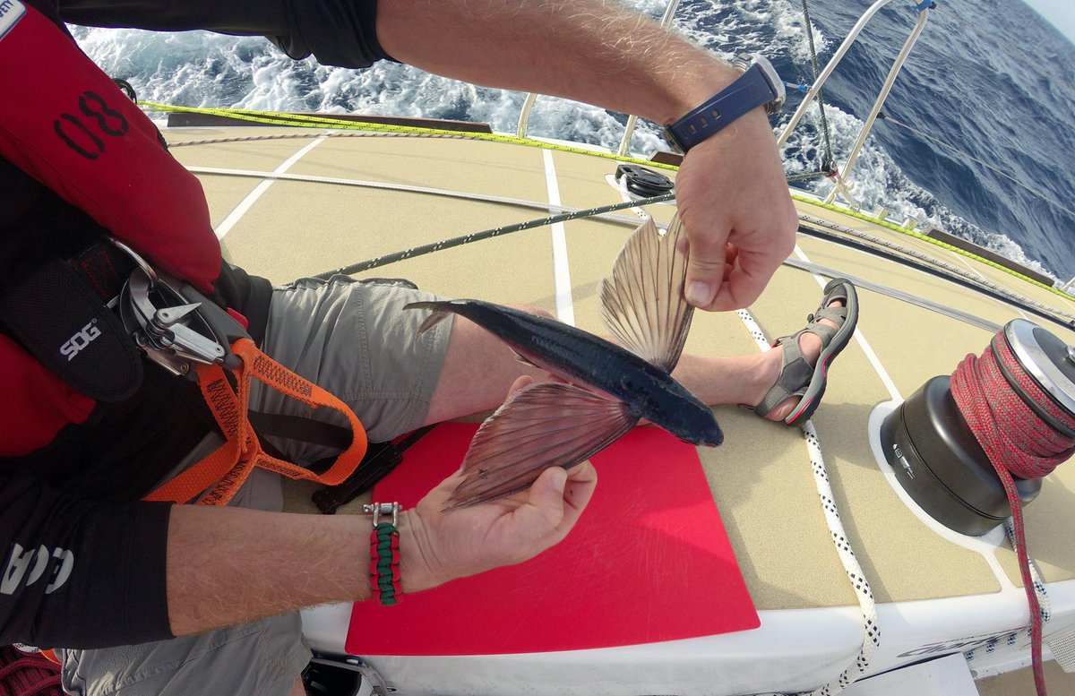 Clipper Round the World Yacht Race tweet media
