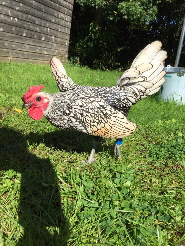 EmmaWilliams91's tweet photo. My handsome man #cockerel #handsome #sebrite http://t.co/VllEDs1pXl