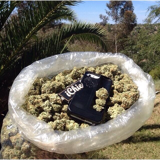 marijuana_feed's tweet photo. http://t.co/nRGpj5bTTg