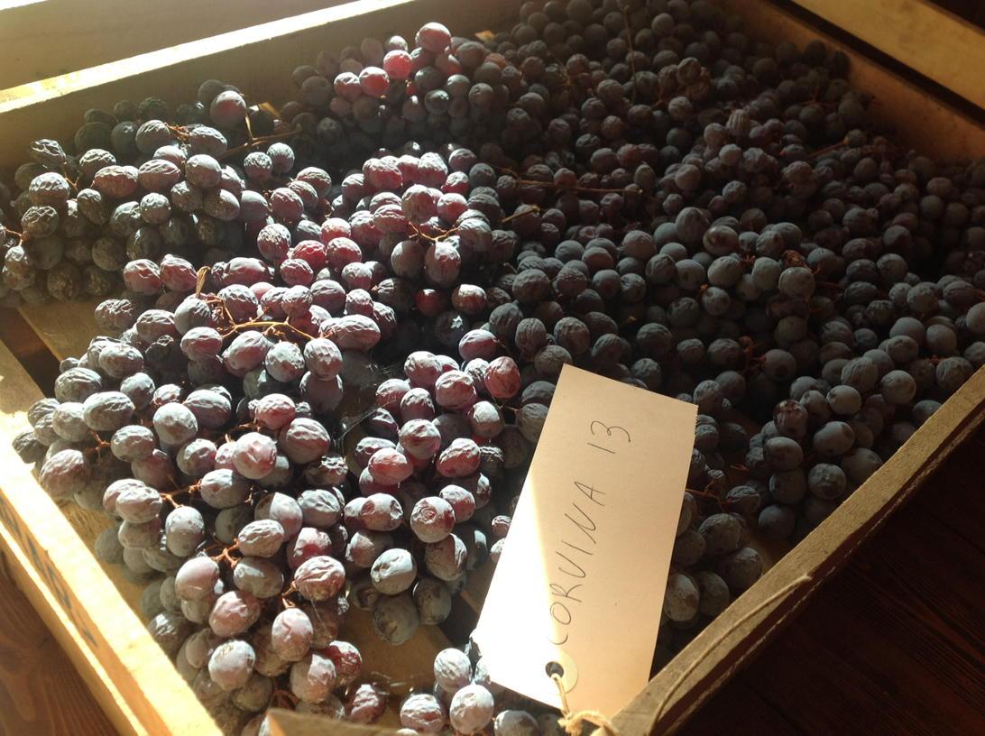 abba_ste's tweet photo. Corvina, l'Amarone che sarà. Una realtà che vale 650 mila euro per ettaro #Valpolicella #Amarone @CantinaNegrar http://t.co/GdxtUVRbwt