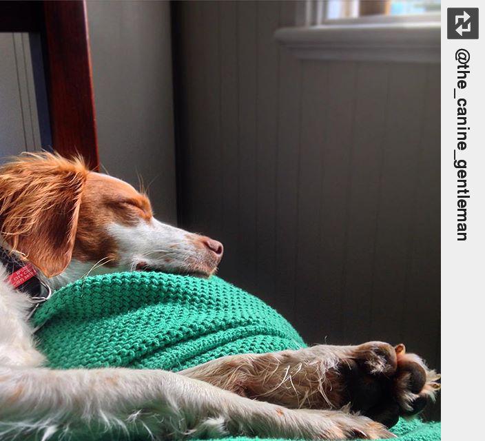 IngloriousDogs's tweet image. Afternoon naps 🐶🎩 #thecaninegentleman #dogbutler #WeeklyFluff #puppylove #ingloriousdogs