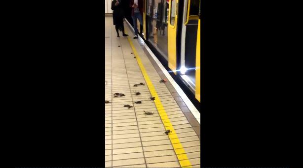 ChronicleLive's tweet photo. Nothing to see here, just some crabs catching a @My_Metro to the coast...
http://t.co/1BeuWIt4Df http://t.co/npiHdMzXHK