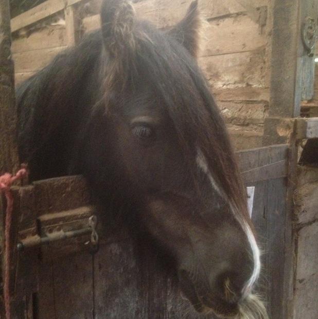 Qtsypics's tweet photo. Beautiful Bruno is leading the way in Perfect Pony show on Qtsy app @ThePonyClub http://t.co/9V6FNYYuzy
