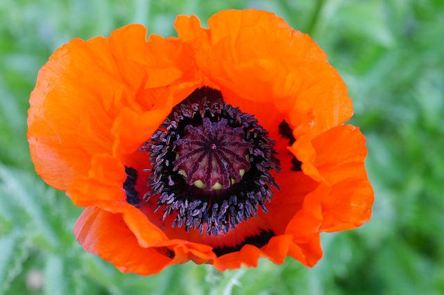 FlowerCalendula tweet picture