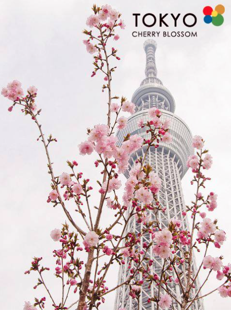 stayawaycom's tweet photo. #CherryBlossom in #Tokyo, #Japan. When you're away, stay close with #stayaway. http://t.co/J6jNZdZ7ER