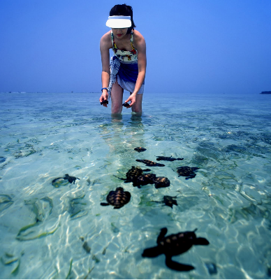 infomantap's tweet photo. Jelajah Indonesia: Penangkaran Penyu di Kepulauan Seribu http://t.co/GHNUzRN3lD http://t.co/ux4QsQhniF