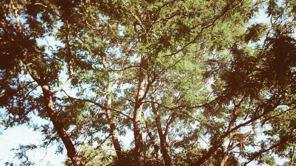 Frenchy_Nerd's tweet photo. Backyard tree shot. #photography #note4camera #landscapephotography #cameraf5v http://t.co/pf3hoG4sqD