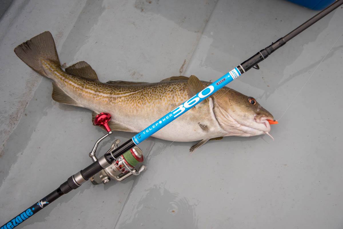 bluezonefishing's tweet photo. Plenty of Cod reports coming in from both Shore and Boat! Here's a lovely fish on the Bluezone Telepower 360! http://t.co/d5YBywM2qd
