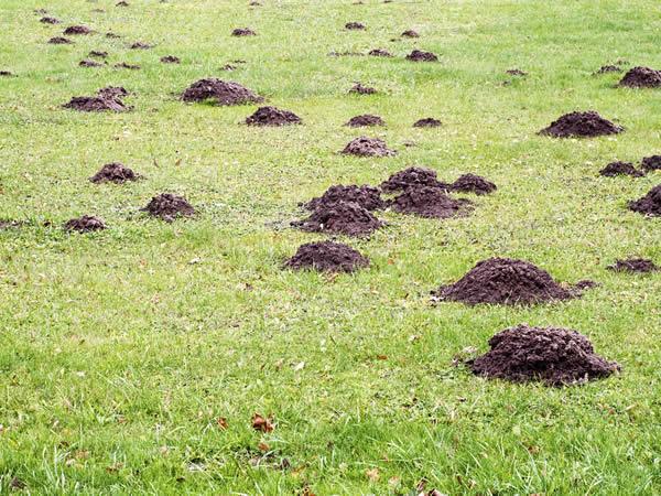 NWmole's tweet image. I also do lawn work and tree work as well as mole control. Follow for very competitive prices !!