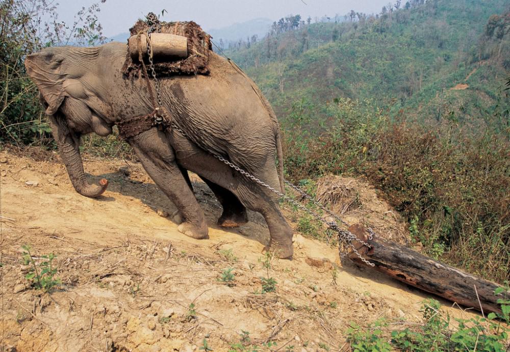 Greenpeace's tweet photo. Wood demand forces elephants to tear apart the last habitats they have.   
http://t.co/tiRWeMRQL1
#deforestation http://t.co/R3YZCGWsGy