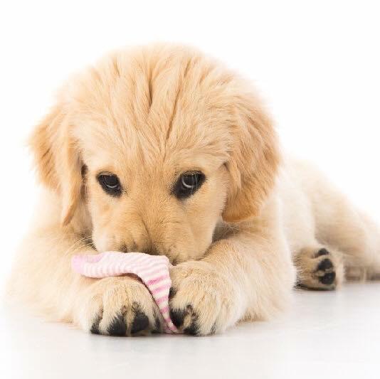 SmythenFarm's tweet photo. #Dogs use memory over sense of smell a new global study has revealed! #science #pets http://t.co/EKA6dvxAMF http://t.co/3kl5rf4e4U