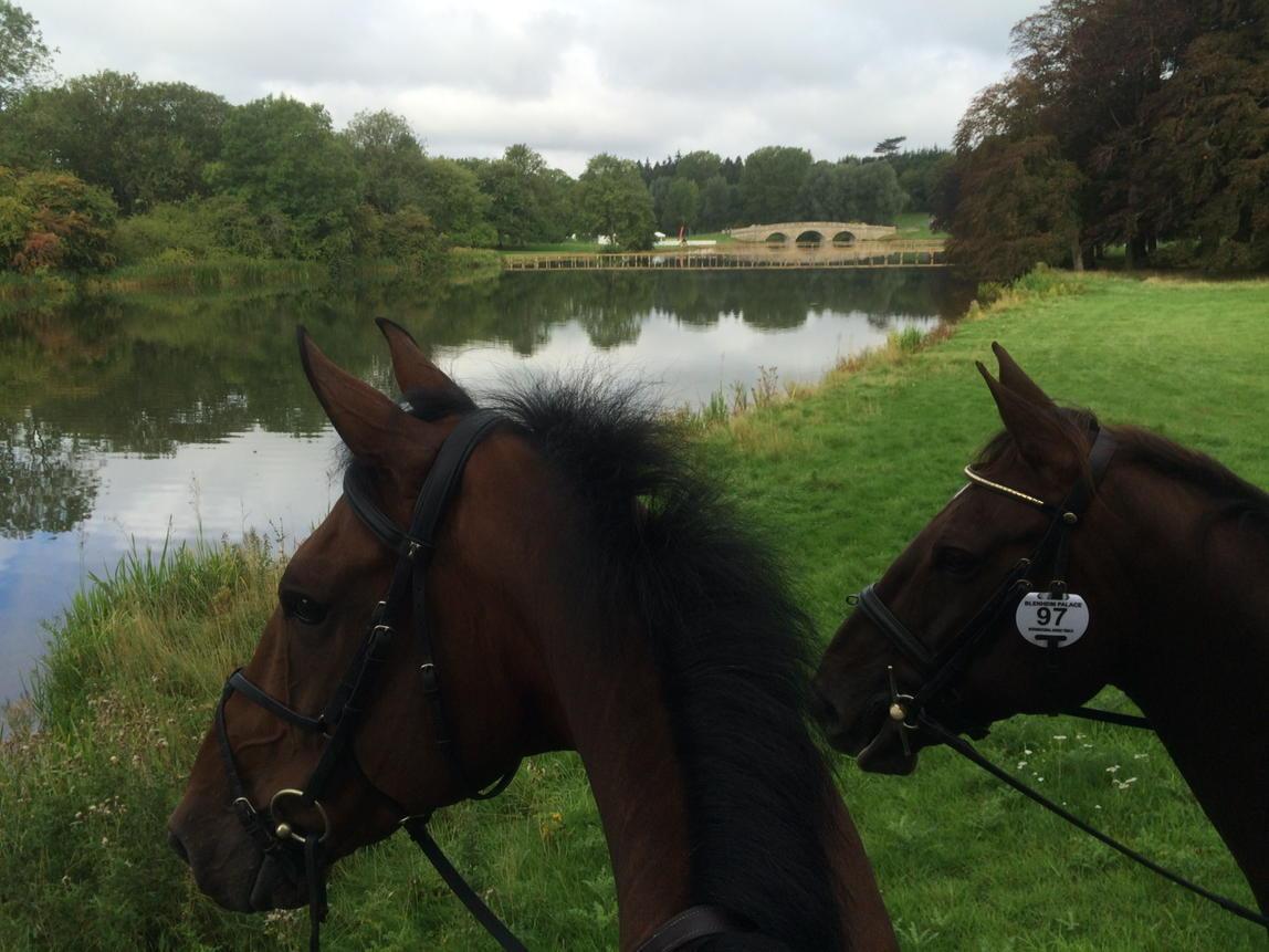 Lovely hack this morning with <a href="/roddersdodders/">Kylie Roddy</a> at <a href="/BlenheimHorse/">Blenheim Palace International Horse Trials</a> - Good luck <a href="/Shearwater_Ins/">Shearwater Insurance</a> Billy #pointytoes