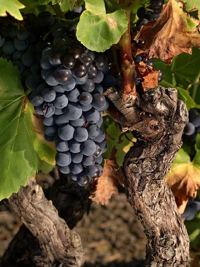 ¡Buenos días! hoy es el día internacional de la #garnacha #GrenacheDay felixsolisavantis.com/es/wine-cultur…