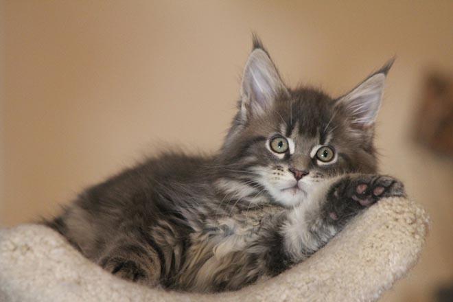 MaineCoonGuide's tweet photo. Where To Find Free Maine Coon Kittens? We have the answers!
http://t.co/jklR9fgsQt #mainecoon #kitten #kittens http://t.co/myKhVyiB69