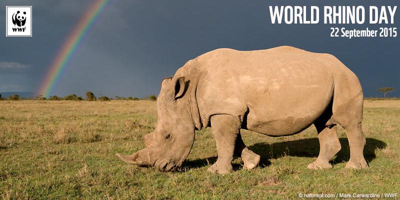 WWF's tweet photo. #DYK the white #rhino is the 2nd largest land mammal – only the #elephant is bigger! #WorldRhinoDay http://t.co/8ip8vinXD9