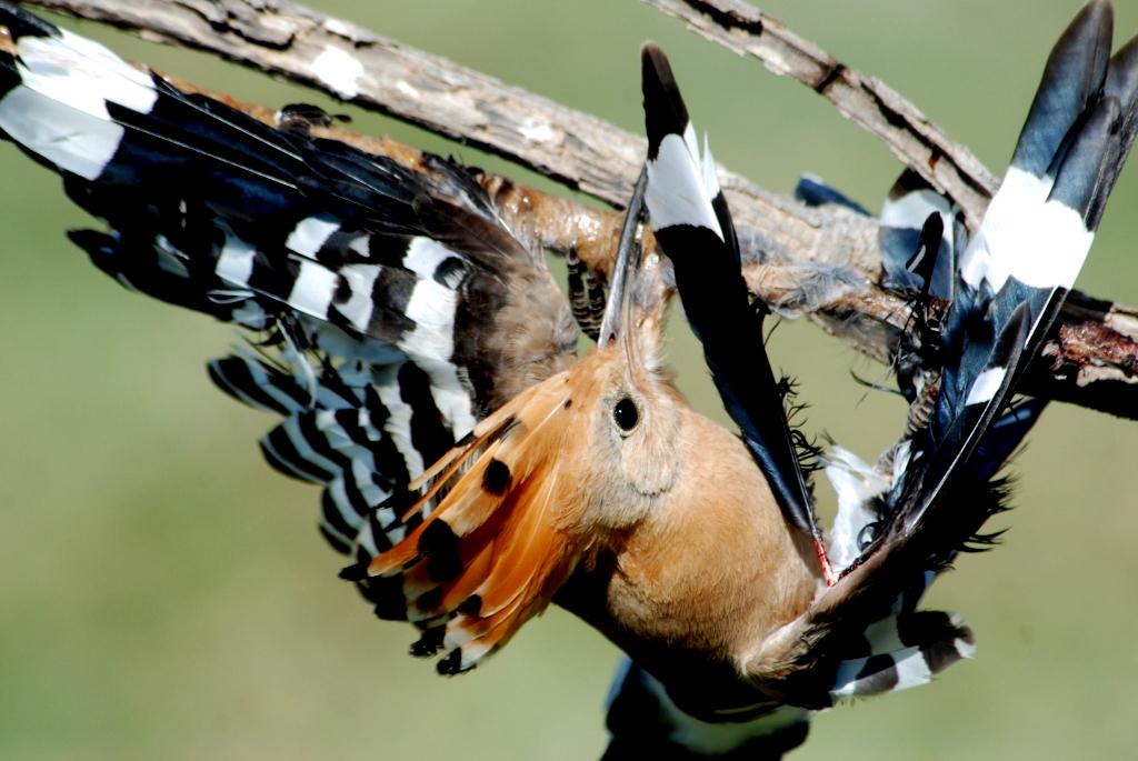 BirdLifeEurope's tweet photo. Even small contributions will help us end #BirdKilling in the Med.Join the cause, donate&amp;#RT! http://t.co/ESSKhnud0p http://t.co/4H8gSb3bja